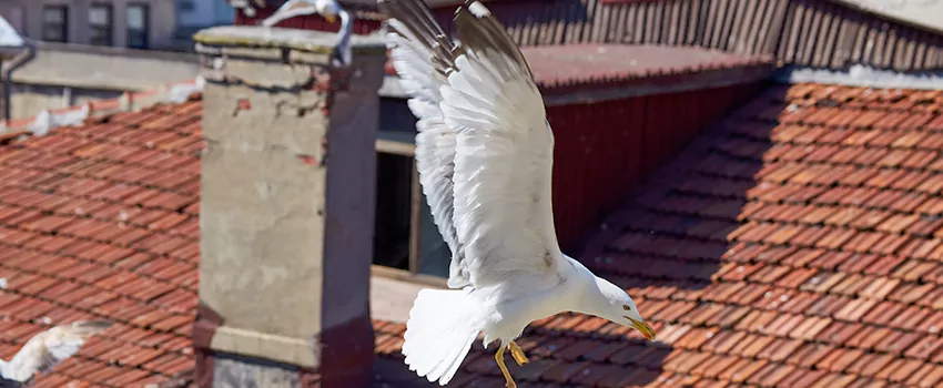 Residential Chimney Animal Removal Solution in Leander, TX
