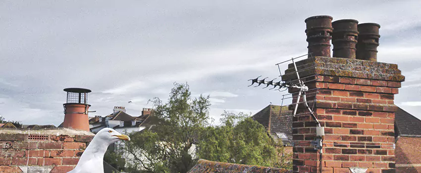 Chimney Cleaning And Restoration in Leander, Texas
